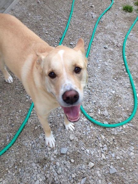 A dog is standing next to a green hose on the ground