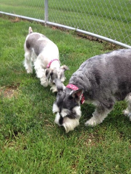 Two schnauzer dogs are playing in the grass next to a chain link fence.