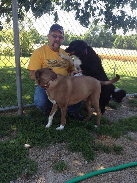A man in a yellow shirt kneeling down with two dogs