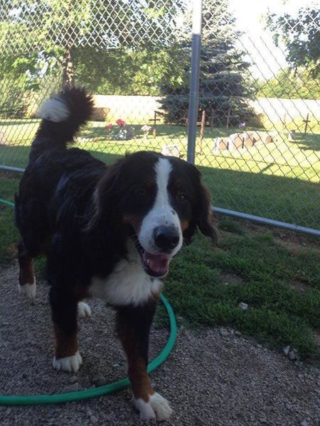 A brown and white dog standing next to a green hose