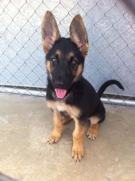 A german shepherd puppy is sitting in front of a chain link fence.