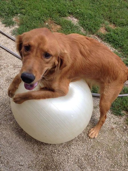 A brown dog is sitting on top of a white ball.