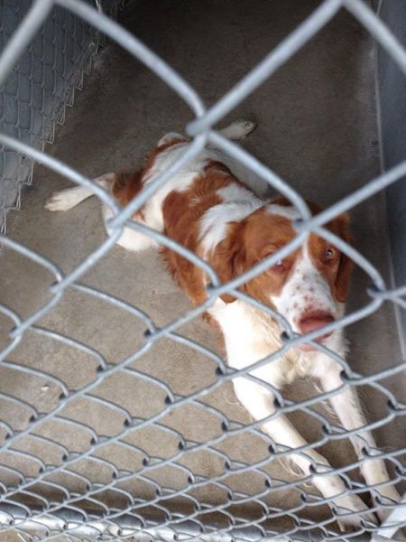 A brown and white dog is behind a chain link fence