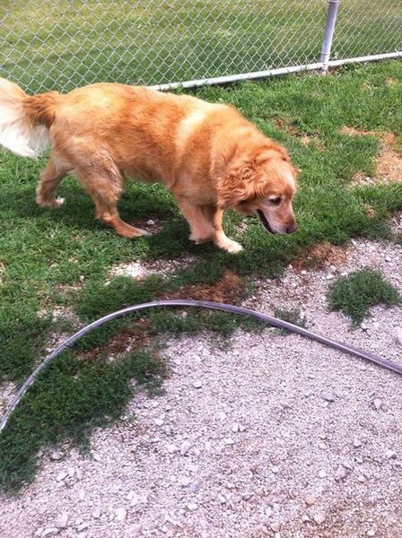 A dog is walking in the grass next to a hose.