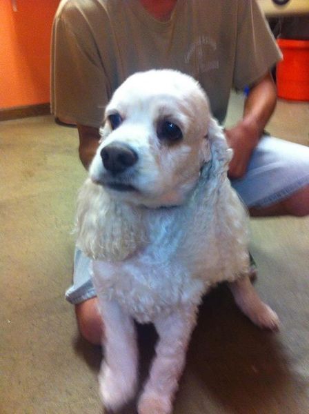A man is kneeling down next to a small white dog