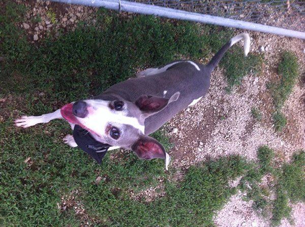 A dog is standing in the grass looking up at the camera.