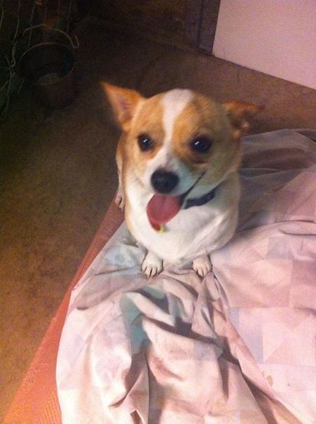 A small brown and white dog is laying on a bed with its tongue hanging out.
