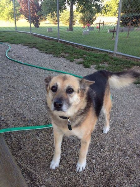 A brown and black dog standing next to a green hose