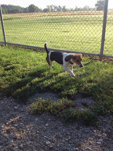 A brown and white dog is running in the grass near a chain link fence.