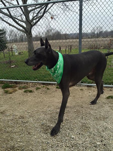 A black dog wearing a green bandana is standing in front of a chain link fence.
