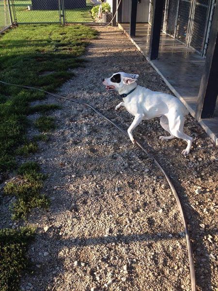 A white dog is running on a dirt path