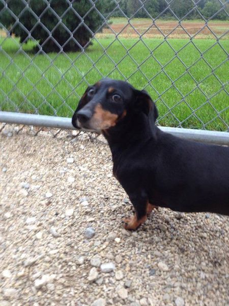 A black and tan dachshund is standing in front of a chain link fence.