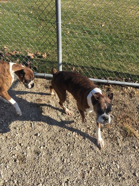 Two dogs are playing in the dirt near a chain link fence