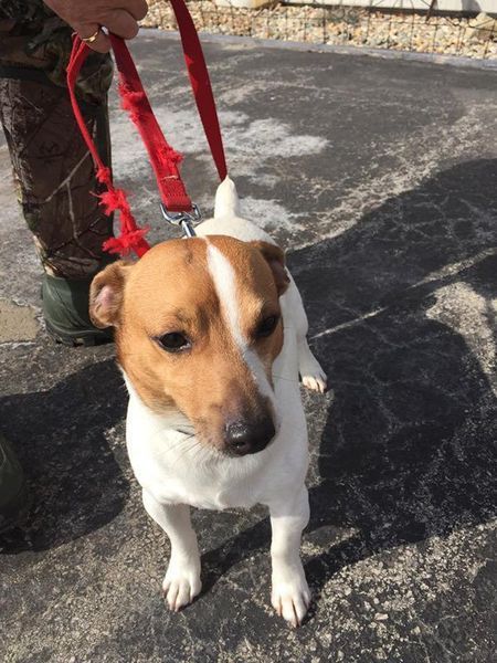 A small brown and white dog on a red leash