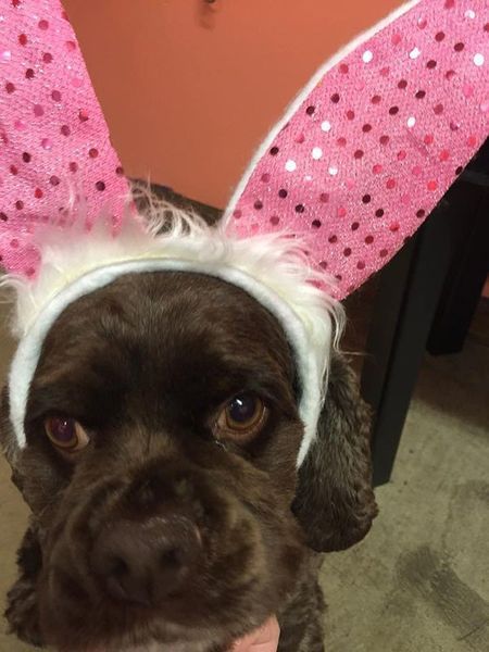 A brown dog wearing pink and white bunny ears