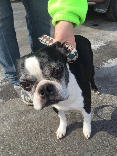 A person is holding a small black and white dog.