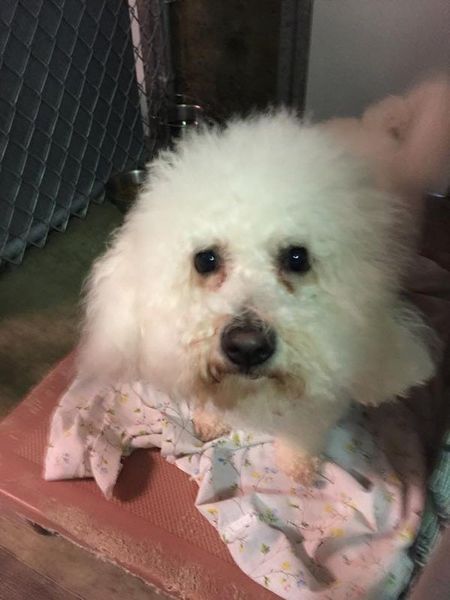A small white dog is sitting on a blanket on a chair.