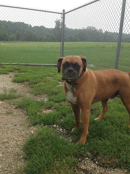 A brown dog is standing in the grass in front of a chain link fence.