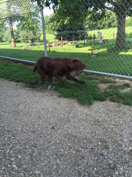 A brown dog is running across a gravel path next to a chain link fence.