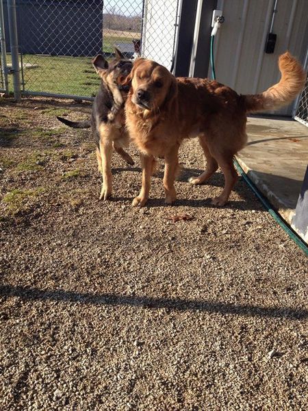 Two dogs are standing next to each other in a gravel yard