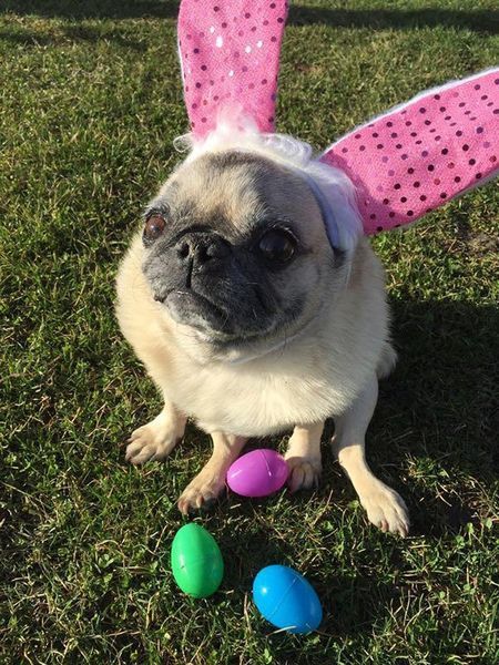 A pug dog wearing pink bunny ears is sitting in the grass with easter eggs.