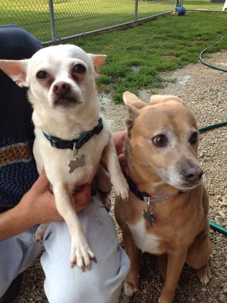 Two small dogs are sitting next to each other on a person 's lap.