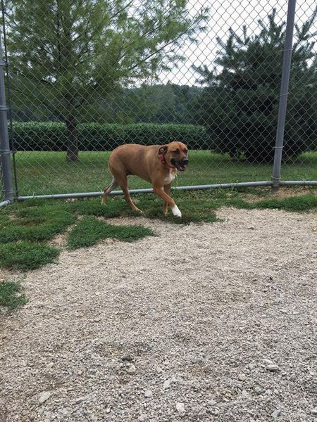A brown dog is walking behind a chain link fence