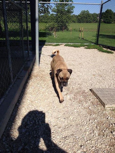 A pug dog is walking on a gravel path in a fenced in area.