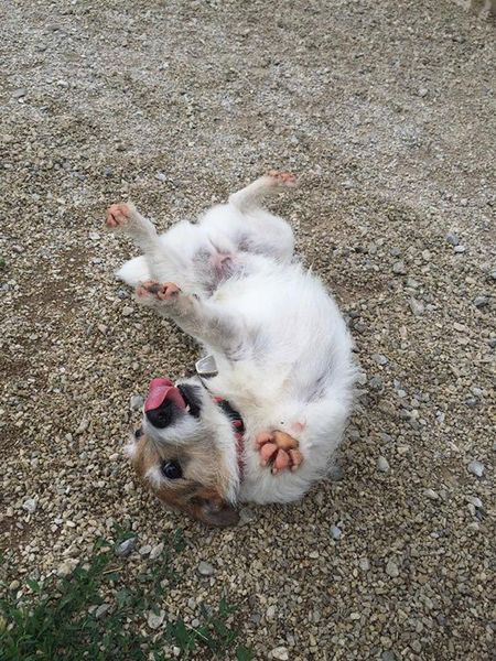 A white dog is laying on its back on a gravel road.