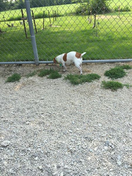 A brown and white dog is sniffing the ground near a chain link fence