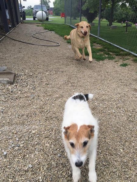 Two dogs are playing with a ball in a fenced in area.