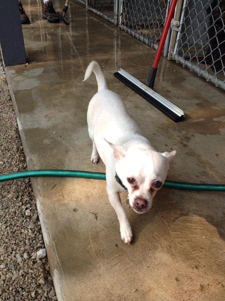 A small white dog standing next to a green hose