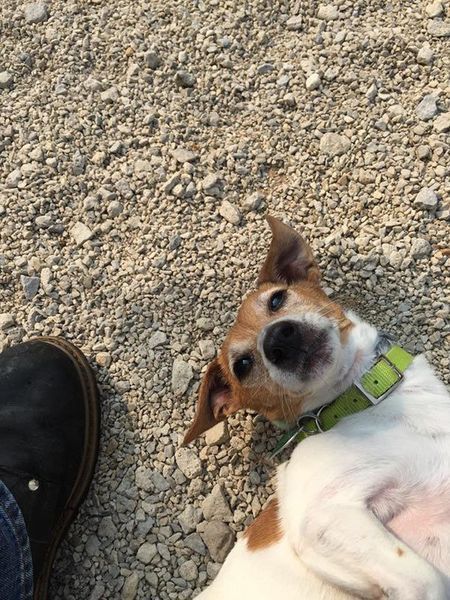 A dog with a green collar is laying on the ground