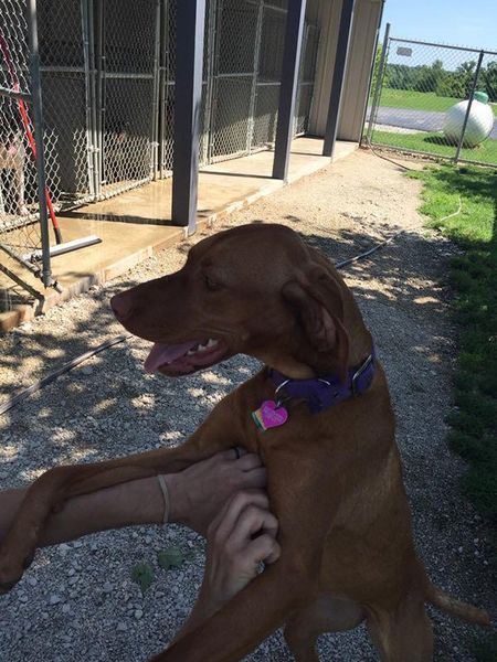 A brown dog wearing a purple collar is being held by a person