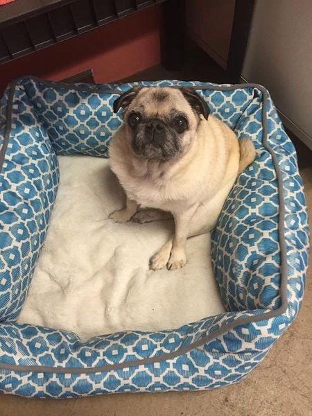 A pug dog is sitting in a blue and white dog bed
