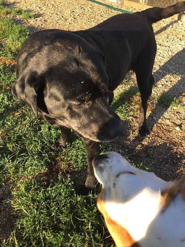 A black dog standing next to a white dog