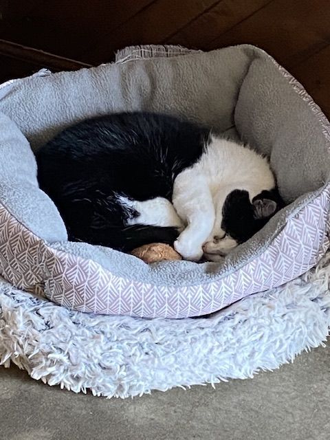 A black and white cat is sleeping.