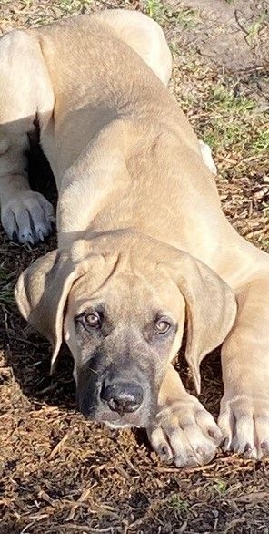A brown dog is on the ground looking at the camera.