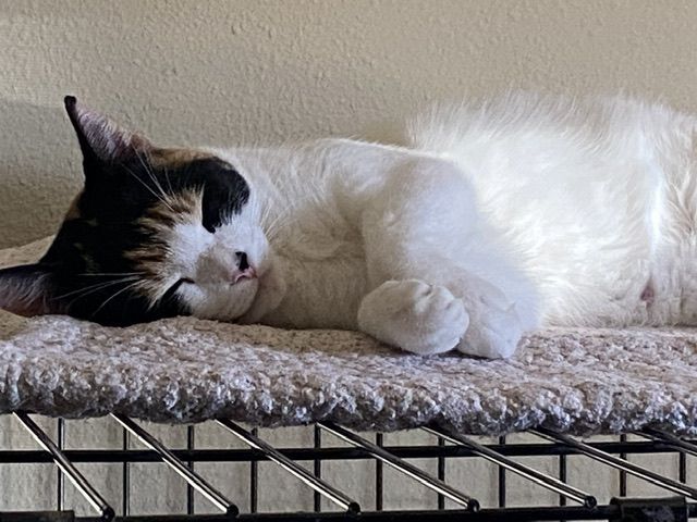 A cat is sleeping on a blanket in a cage
