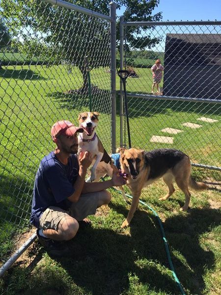 A man is kneeling down with two dogs in front of a chain link fence