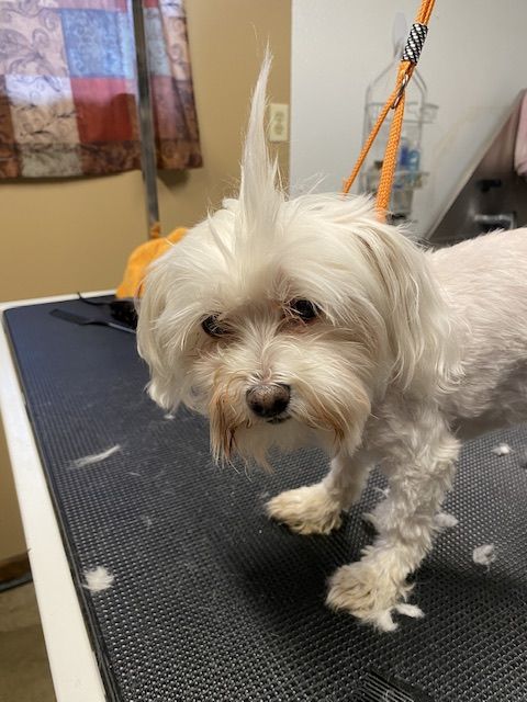 A small white dog is standing on a grooming table