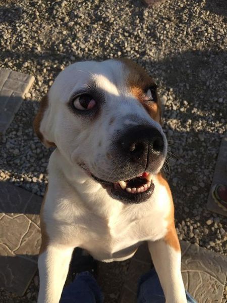 A brown and white dog is looking up at the camera