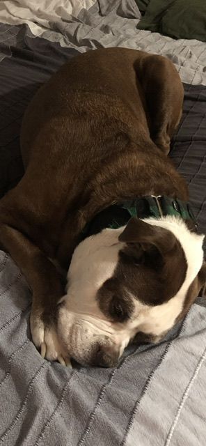 A brown and white dog.