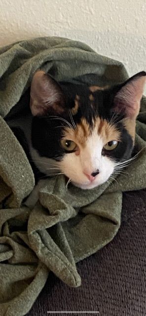 A cat is wrapped in a green blanket.