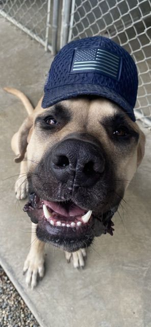 A close-up of a dog wearing a cap.
