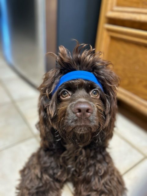 A brown dog wearing a blue headband.