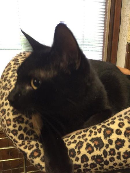 A black cat is laying on a leopard print pillow