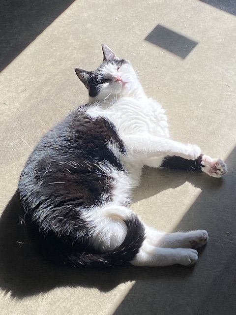 A black and white cat is on the floor