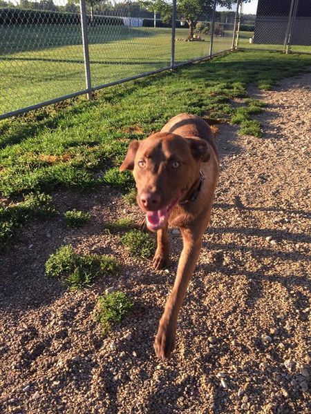 A brown dog is standing in a dirt area near a chain link fence