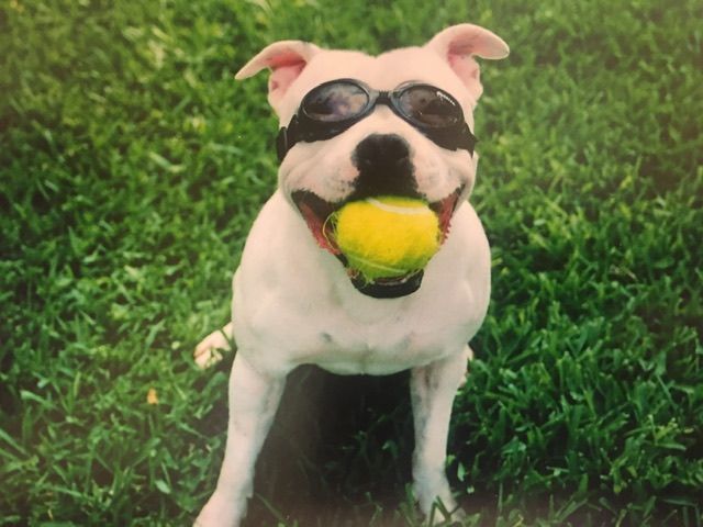 A dog wearing goggles is holding a tennis ball in its mouth.